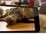Первый квартал 2011 будет удачным для HTC