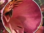 LG и Samsung продолжают испытывать трудности с производством дисплеев для iPad 3